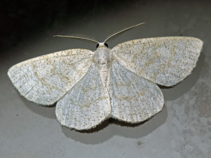 Geometridae